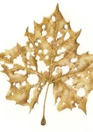 Birmingham Bloomfield Art Center Classes Holmer Barbara Sycamore Leaf Colored Pencil Birmingham Bloomfield Art Center