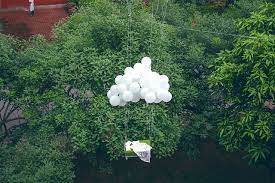 明天将被取下却出现在另外地方的 doves bird plants