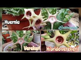 Image result for Huernia verekeri