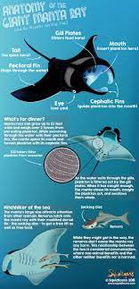 Anatomy Of The Manta Ray Squidtoons Marine Biology Animal Infographic Marine Animals
