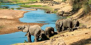 Image result for Zanha africana