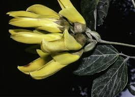 Image result for Mucuna glabrialata