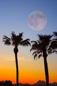 Beautiful blue night sky, the milky way, moon and the trees. Spectacular Palm Tree Full Moon Sunset Beautiful Moon Palm Trees Nature