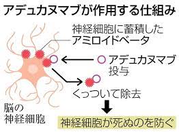 アデュカヌマブ (aducanumab) は、アルツハイマー病 (ad) の治療薬として研究されているヒトモノクローナル抗体である。これは、発見者であるneurimmune社から候補薬のライセンスを受けて、バイオジェン社によって開発された。 Fo5 Kisfauwlpm