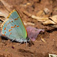 Image result for Alectra picta