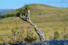 Image result for Velloziaceae