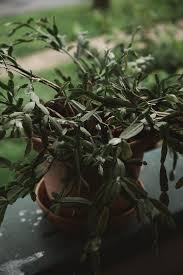 Find out whether your thanksgiving, christmas, or easter cactus is a schlumbergera or rhipsalidopsis with these identification tips. How To Repot A Christmas Cactus The Heirloom Lady