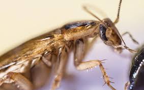 More people deal with cockroaches and termites in arizona than they trust a professional with an infestation. Blog What Every Restaurant Owner Ought To Know About German Cockroaches