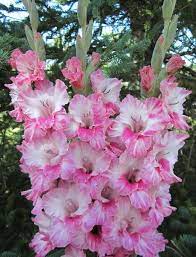 Item Details Gladiolus Flower Beautiful Flowers Gladiolus