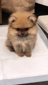 Despite their size, they can be happy, loving family companions that are adorable and easy to take care of as well. Akc Pomeranian Puppy For Sale In San Diego California