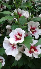 Aleksey Babich Google Pretty Flowers Flower Pictures Hollyhocks Flowers