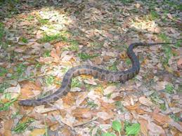 How to get to anna ruby falls near helen, ga Venomous Water Moccasin Or Harmless Watersnake