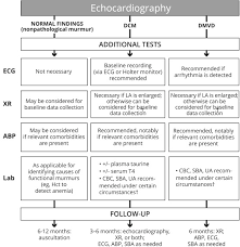 management of incidentally detected heart murmurs in dogs