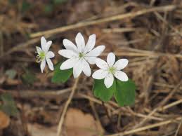 Check spelling or type a new query. Need Help Identifying This Beautiful White Flower Found In West Virginia Plantidentification