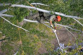 The Greenest Job Might Be Professional Tree Climber Adventure Journal Tree Service Autumn Trees Tree