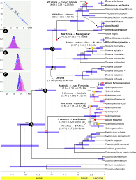 Image result for Deverra burchellii