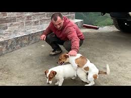 Ciftlesmek Isteyen Pitbullu Kimse Durduramadi Youtube