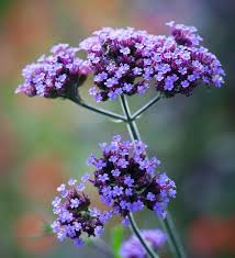 De verbena bonariensis 'lollipop' is een relatief kortlevende vaste plant. Verbena Bonariensis Lollipop Urban Plant Life