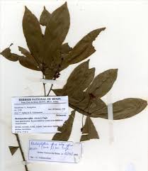 Image result for Rhabdophyllum affine