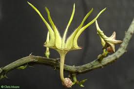 Image result for Ceropegia stenantha