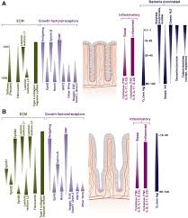 Wong jing is one of hong kong's most prolific, talented and controversial filmmakers. Bioengineered Systems And Designer Matrices That Recapitulate The Intestinal Stem Cell Niche Cellular And Molecular Gastroenterology And Hepatology