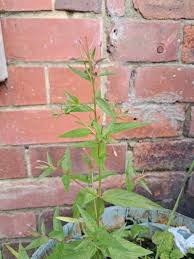 Image result for Otholobium foliosum