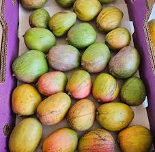 Image result for Mangifera
