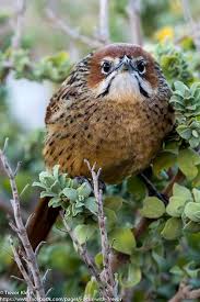 Brown Small Birds Of South Africa Top 25 Wild Bird Photographs Of The Week 40 Birds Beautiful Birds Wild Birds