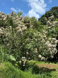 Image result for Vernonanthura polyanthes