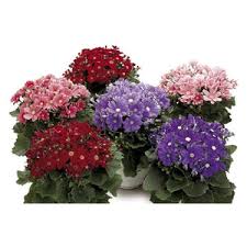 Image result for Cineraria mazoensis