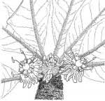 Image result for Manilkara mochisia