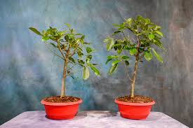Image result for Ficus pygmaea