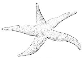 Free Printable Starfish Coloring Pages For Kids Star Coloring Pages Coloring Pages For Kids Free Coloring Pages