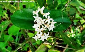 Image result for Carissa bispinosa