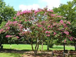 「サルスベリ 。画像。」の画像検索結果