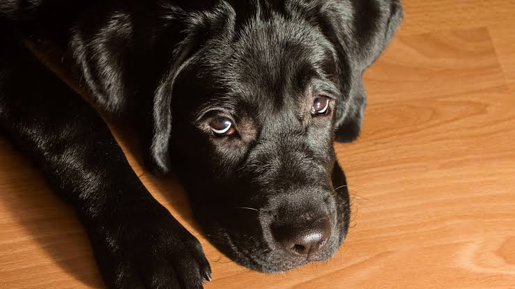 愛犬の美しい毛色を維持するために、毎日の食事が重要な鍵を握っています（AI 生成）