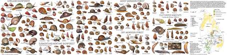 Snails Marelibri