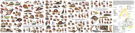 Snails Marelibri