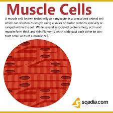 Muscle Cells Muscle Cells Body Tissues Cell Biology