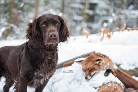 The deutscher wachtelhund is a rare purebred dog originating from germany. Deutscher Wachtelhund Harald Von Der Finstergasse Julia Kauer Jagdhunde Fotografie