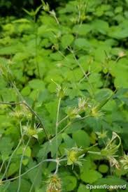 Image result for Geraniaceae