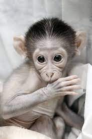 This Baby Monkey Is Very Shy Cute Baby Monkey Pet Monkey Baby Animals
