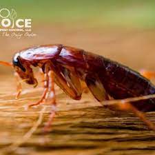 168 south main street manchester, ct 06040. Pest Control In Glastonbury Yelp