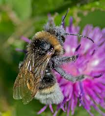 Image result for Bombus sylvestris