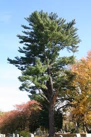 Eastern white pine tree images. Eastern White Pine Delaware Trees