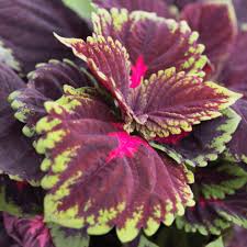 Image result for Coleus tetragonus