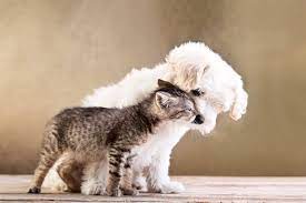 Search our extensive list of dogs, cats and other pets available for adoption and rescue near you. National Love Your Pet Day How To Celebrate It Tractive Blog