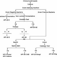Pin By Sa On Micro 169443736044 Bacteria Test Flow Chart