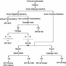 pin by sa on micro 169443736044 bacteria test flow chart