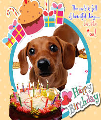 Happy birthday (dog's name) you are the best pet in the world. Birthday Wishes Happy Birthday Gif Funny Dog Novocom Top